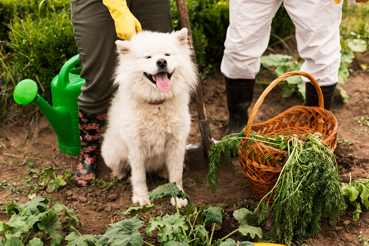 Protecting your yard from outdoor pests - GV Green Gardening