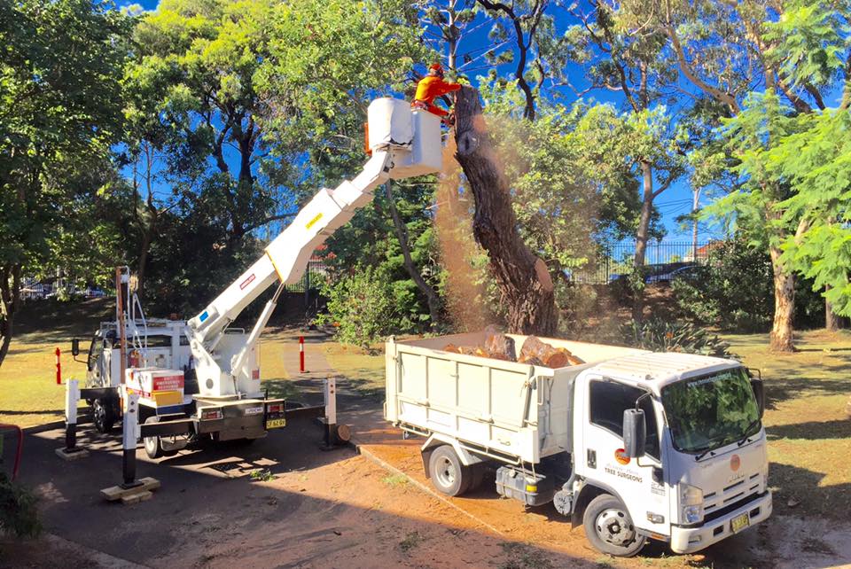 tree lopping